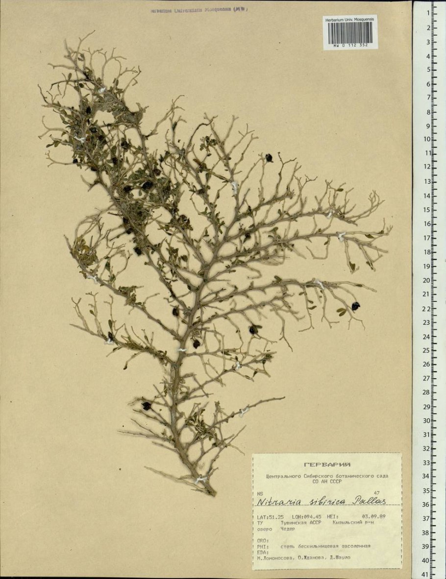 Prosopis farcta
