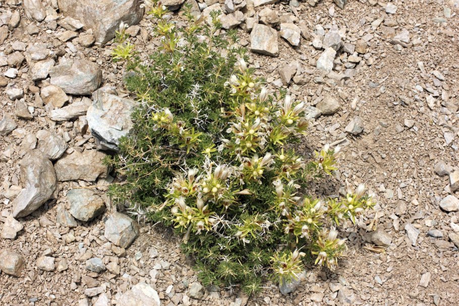 Нитрария ретуза