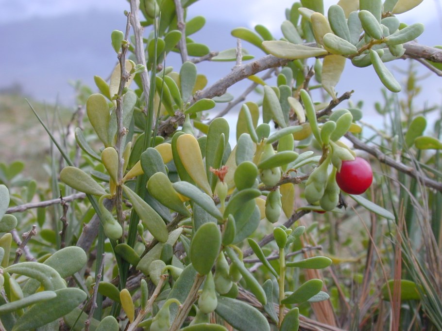 Madagasikaria andersonii растение