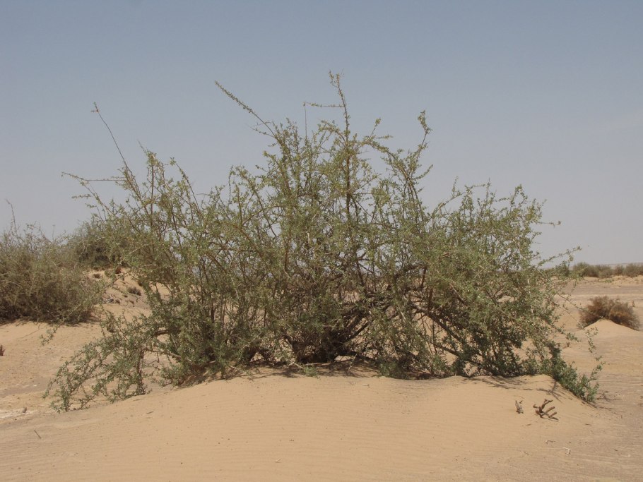 Nitraria schoberi Предкавказье