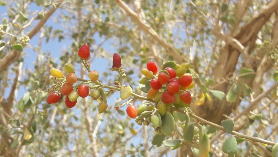 Ягоды пустыни