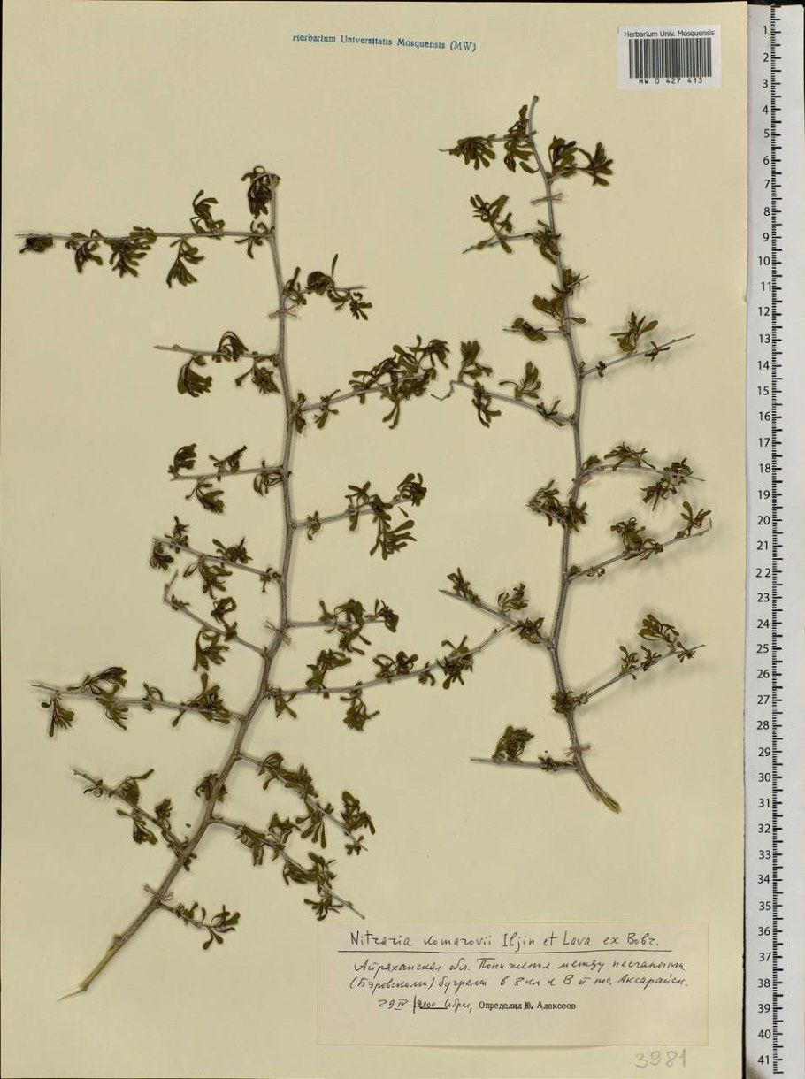 Лапчатка серебристая potentilla argentea гербарий