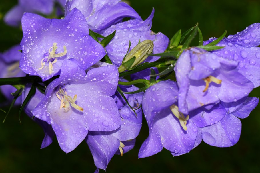 Колокольчик доломитовый(лат. Campanula dolomitica)
