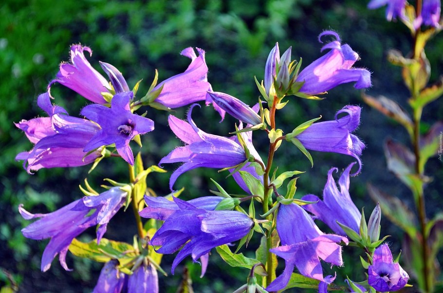 Колокольчик Кампанула многолетний