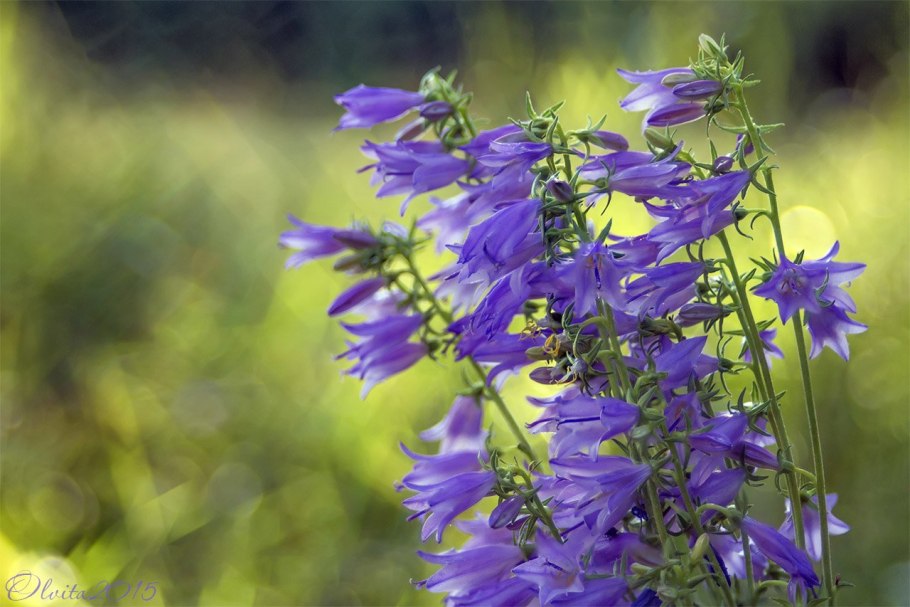 Колокольчик персиколистный (Campanula persicifolia l.)