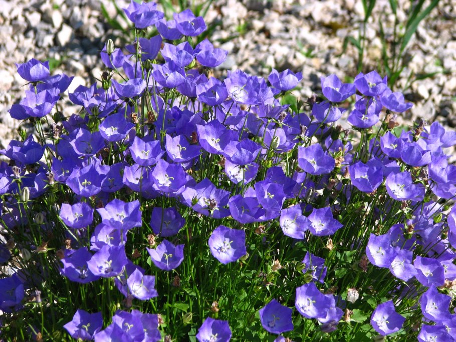 Колокольчик персиколистный (Campanula persicifolia l.)