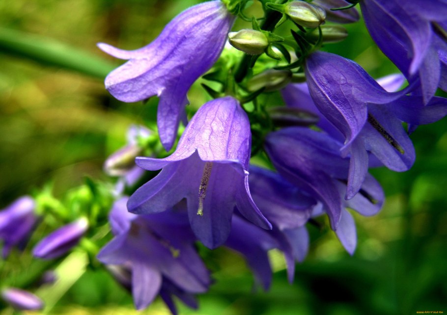 Кампанула колокольчик цветок