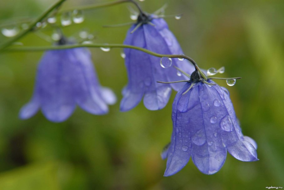 Двудольные колокольчики