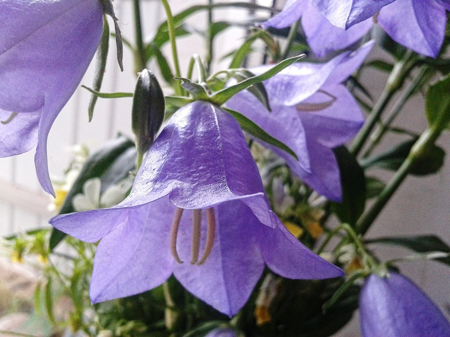 Кампанула махровая синяя