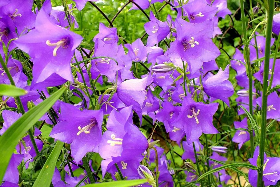 Колокольчик персиколистный (Campanula persicifolia &#96;Takion Blue&#96;)