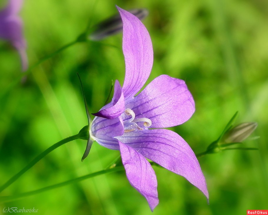 Колокольчик раскидистый