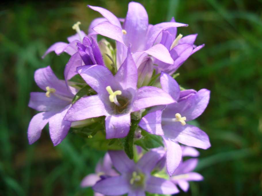 Колокольчик Сибирский (Campanula sibirica