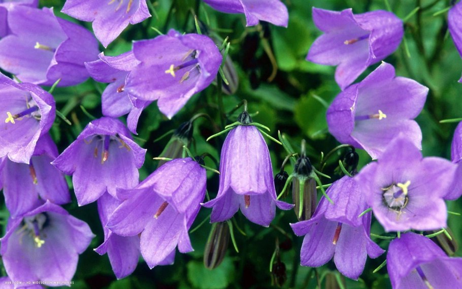 Колокольчик узколистный