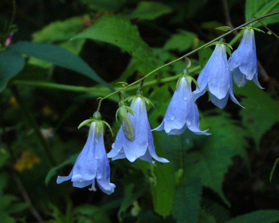 Campanula lasiocarpa