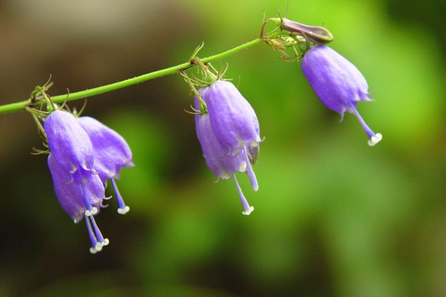 Колокольчик круглолистный