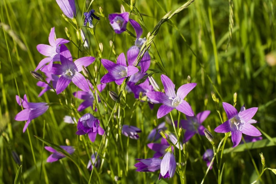 Колокольчик Луговой