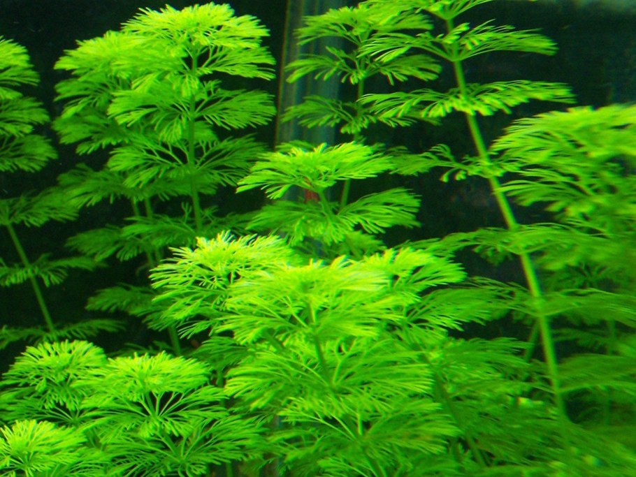 Лимнофила Ароматика Limnophila aromatica