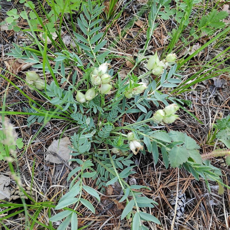 Астрагал копеечник Остролодочник