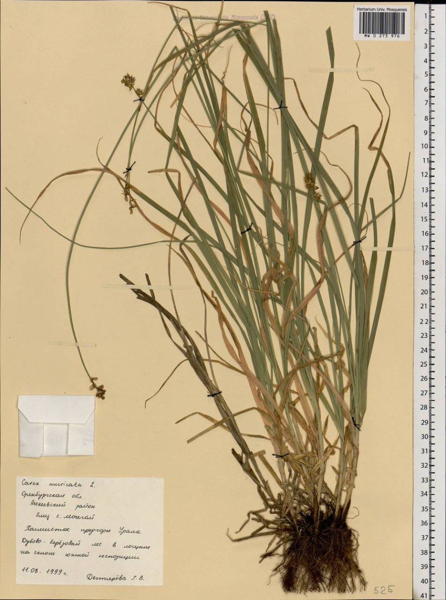Moscow Herbarium Carex