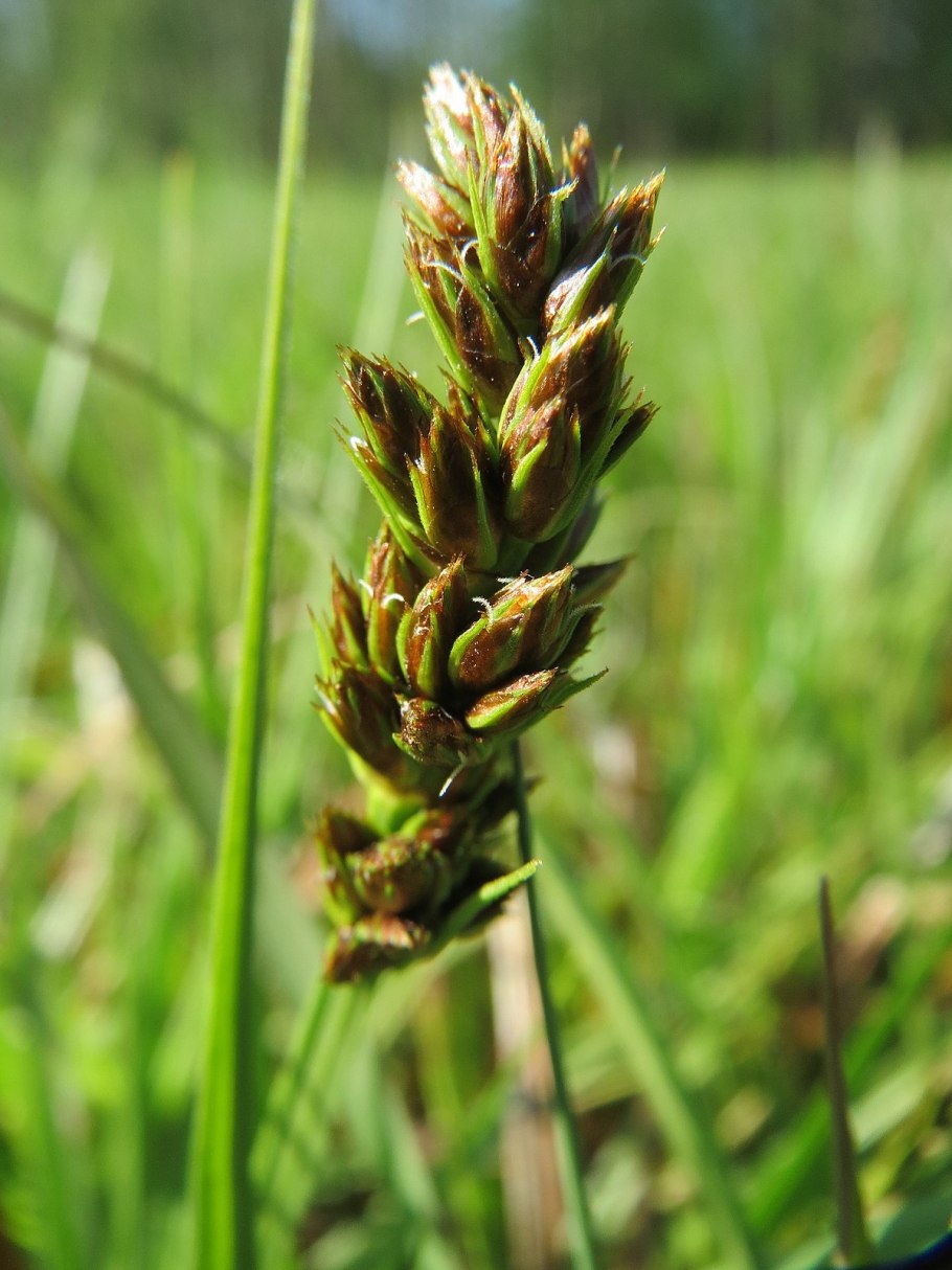 Carex 130033rx