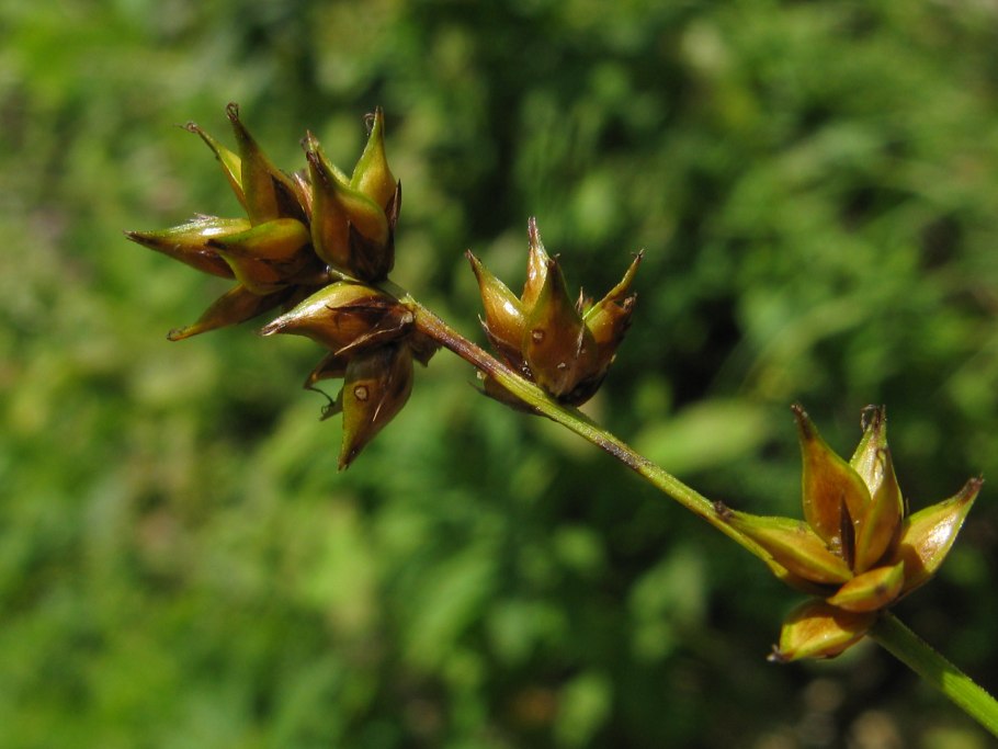 Carex muricata