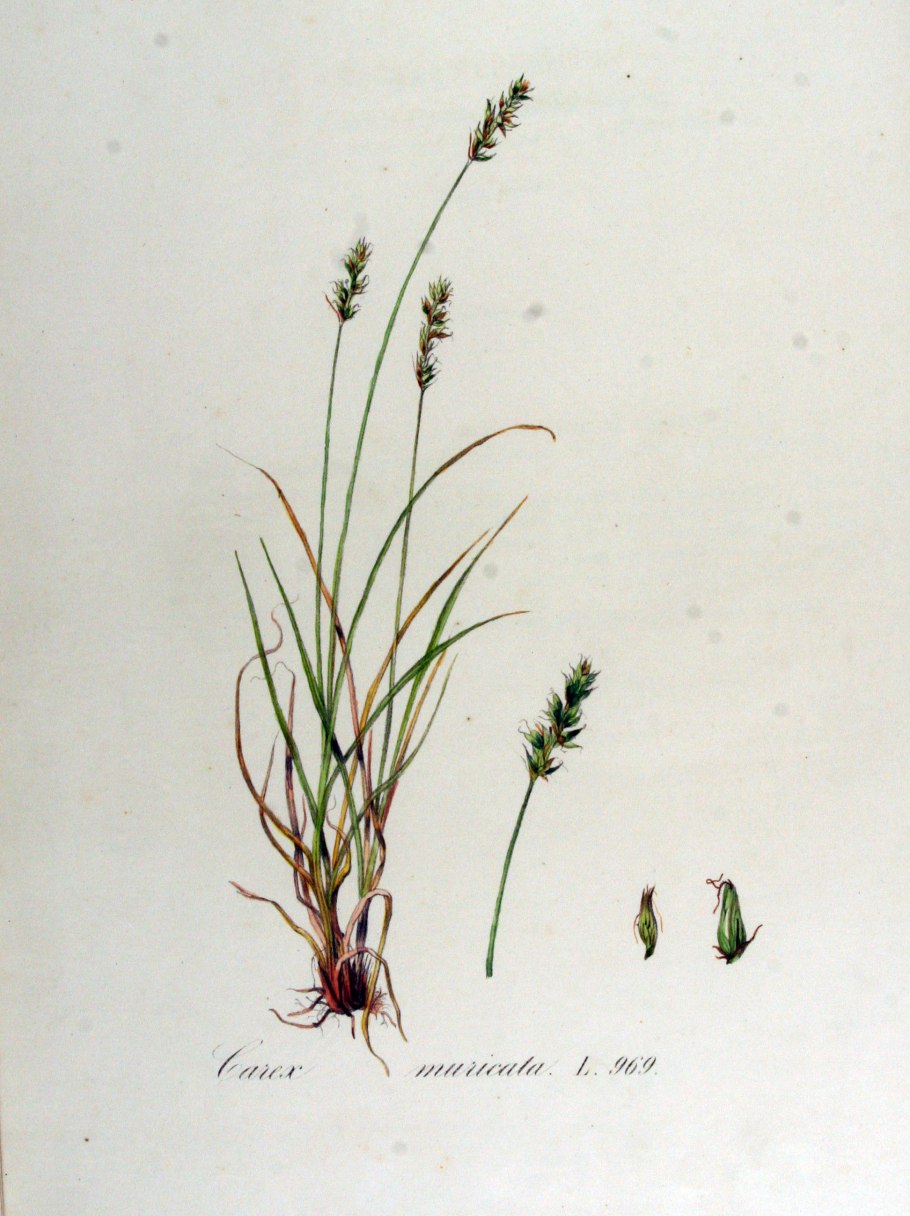 Осока ежисто-колючая