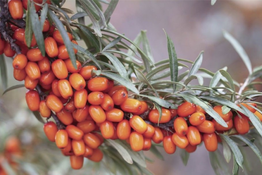 Облепиха крушиновидная (Hippophae rhamnoides)