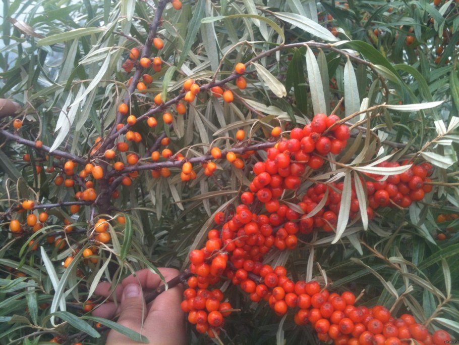 Облепиха Hippophae