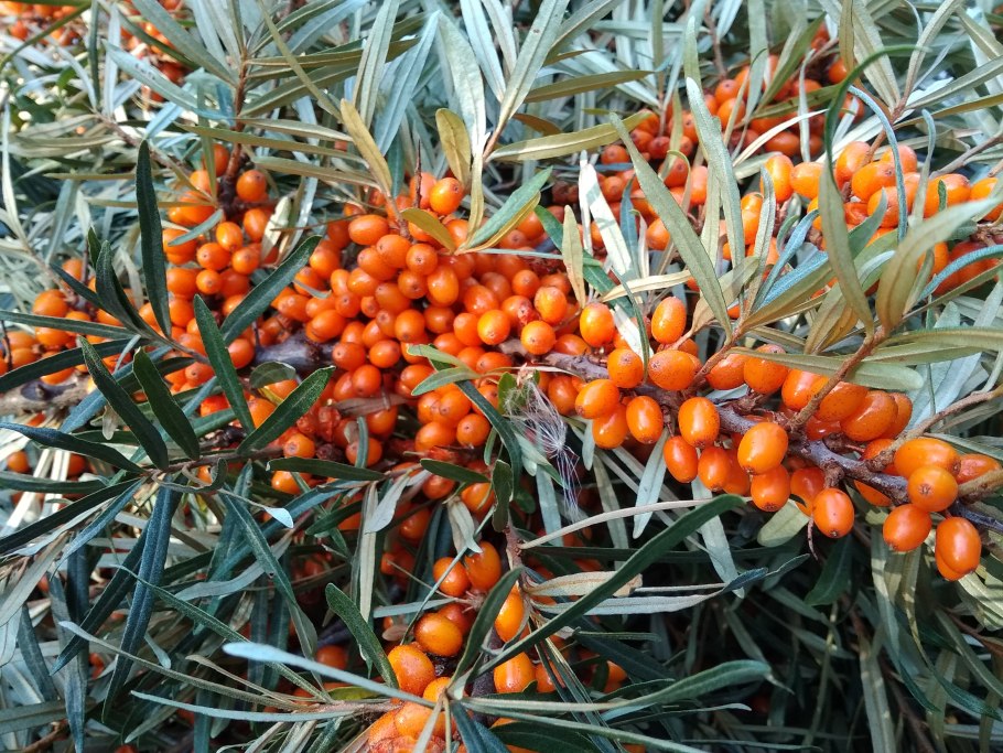 Облепиха Hippophae