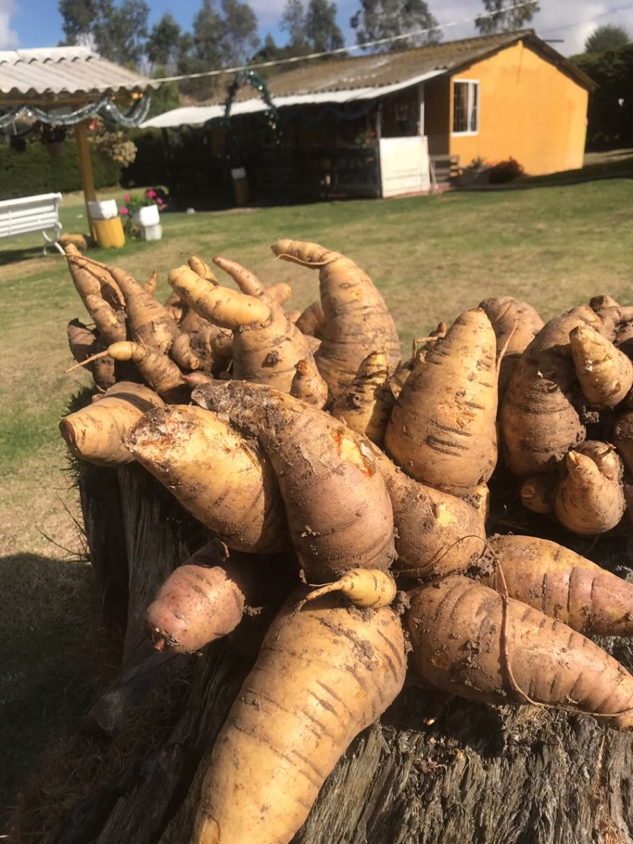 Арракача фото