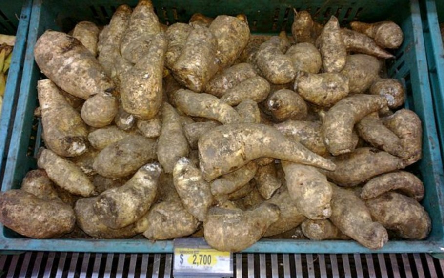 Якон растение