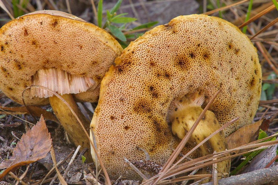 Овощи корнеплоды и клубнеплоды