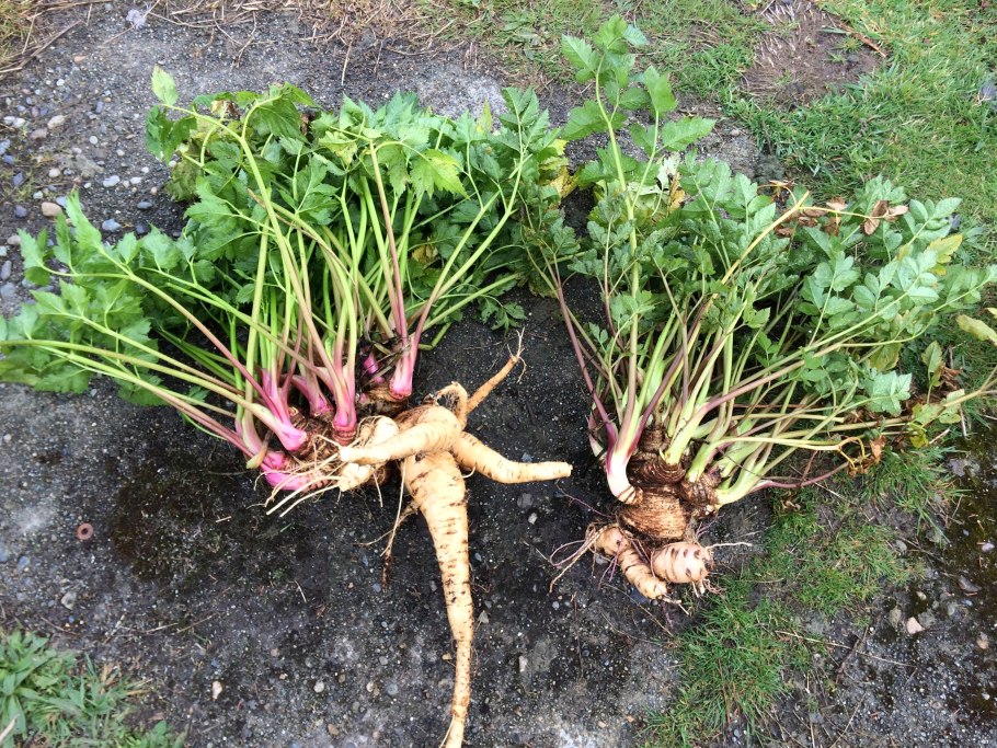 Арракача овощ