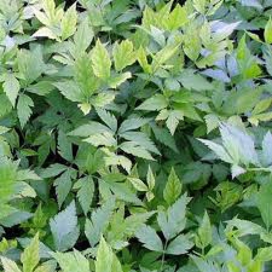 Маниок корнеклубень