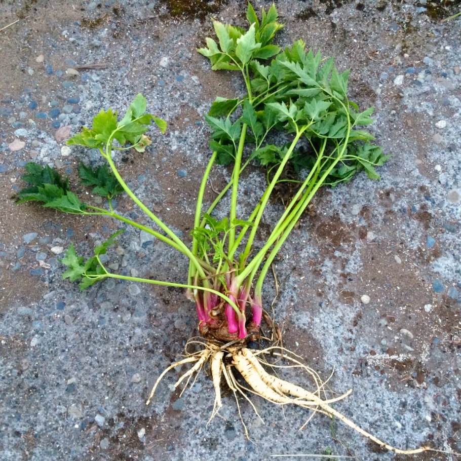 Арракача овощ