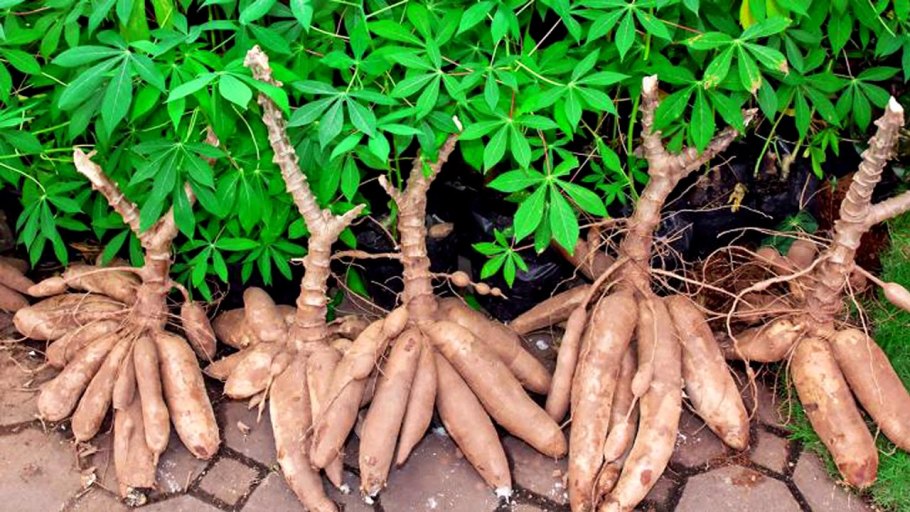 Маниок корнеклубень