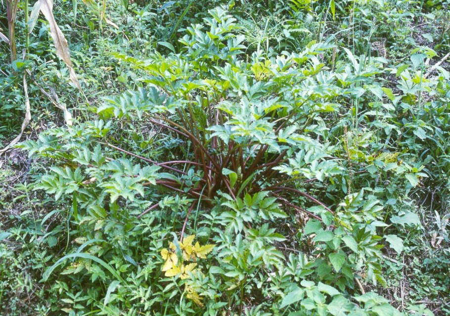 Арракача Дикая