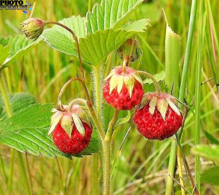 Земляника Лесная