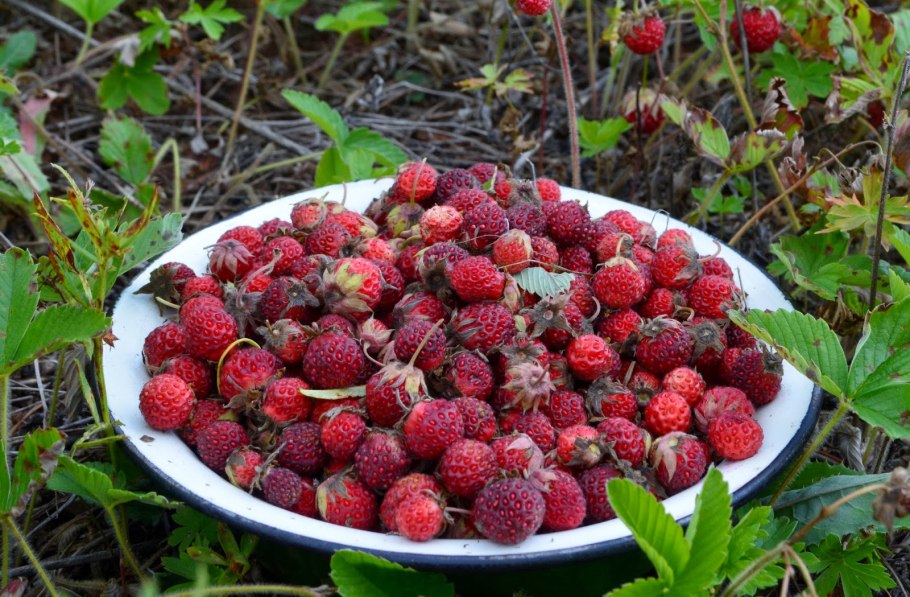 Ракша Земляничная Поляна