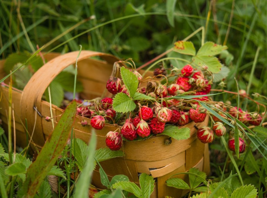 Лесная клубника и земляника