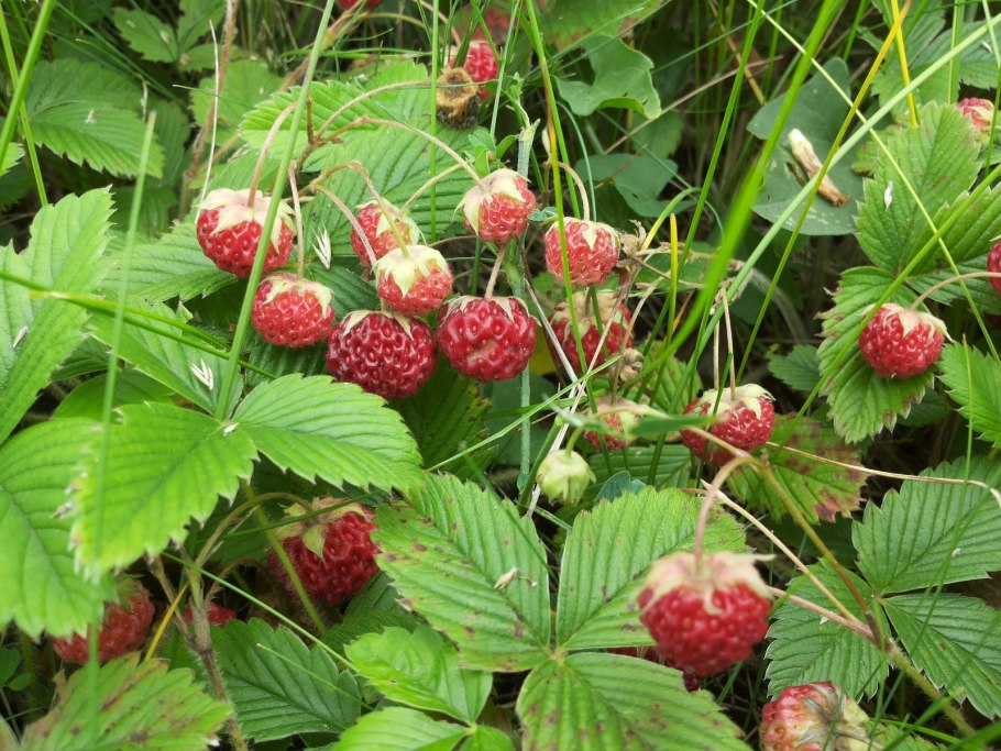 Земляника Дикая Лесная