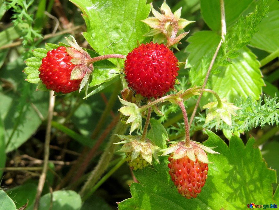 Земляника лесная (fragaria vesca)