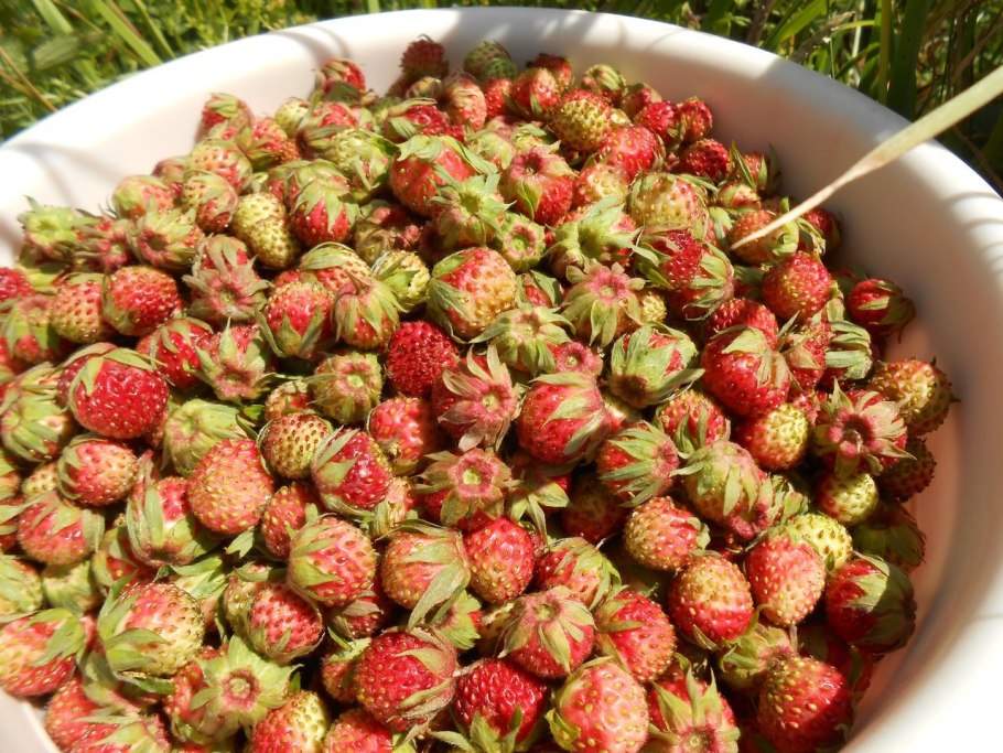 Лесная клубника и земляника