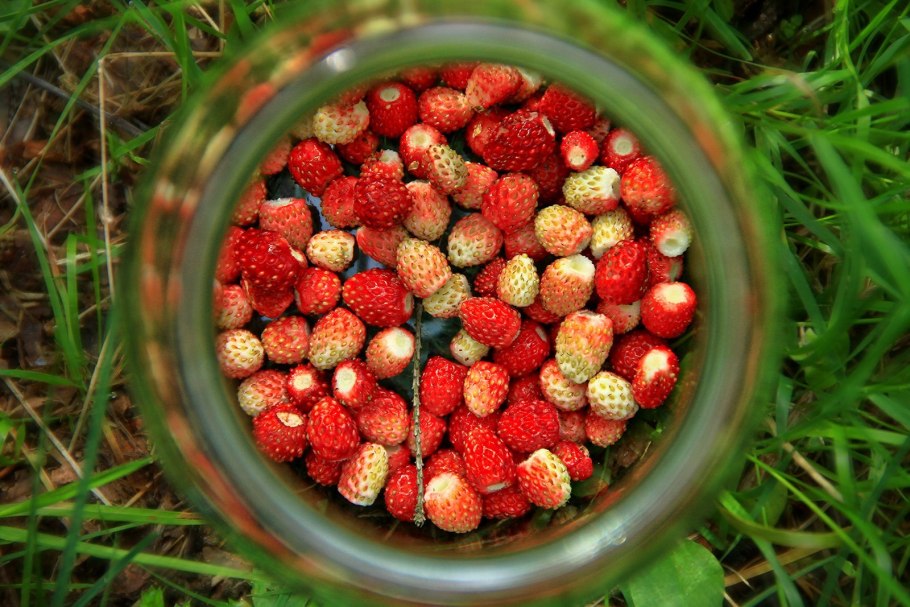 Сибирская земляника Лесная