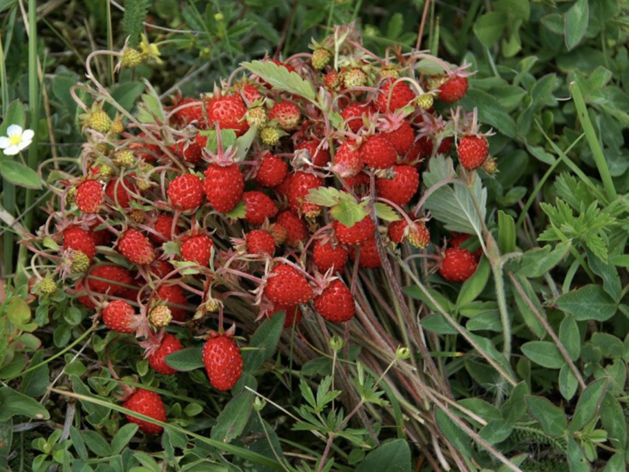 Земляника Лесная (Fragaria vesca)