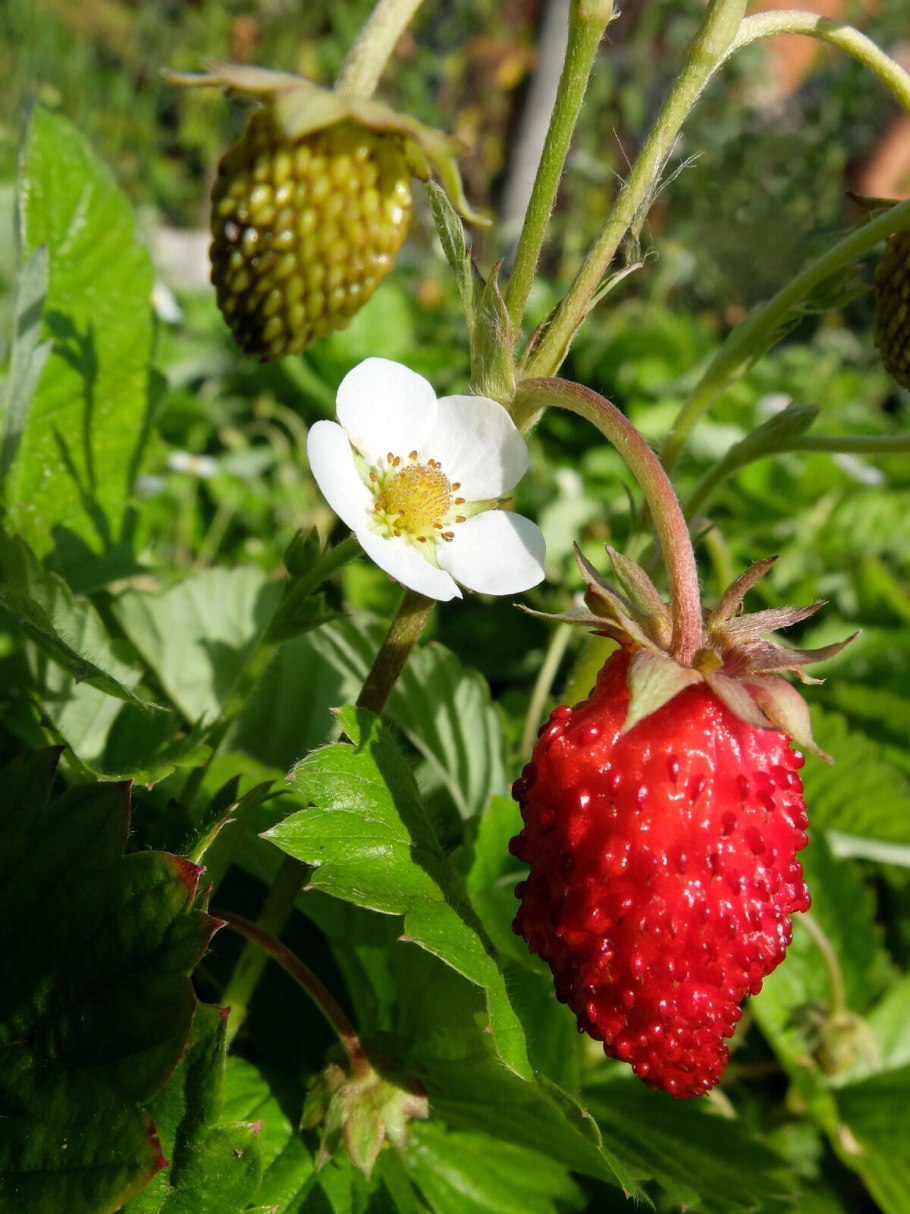 Лесная ягода Луговая,земляника,клубника