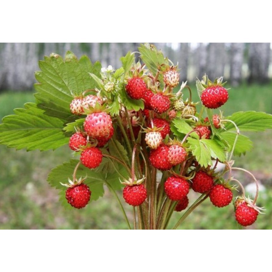 Шпанка ягода Лесная