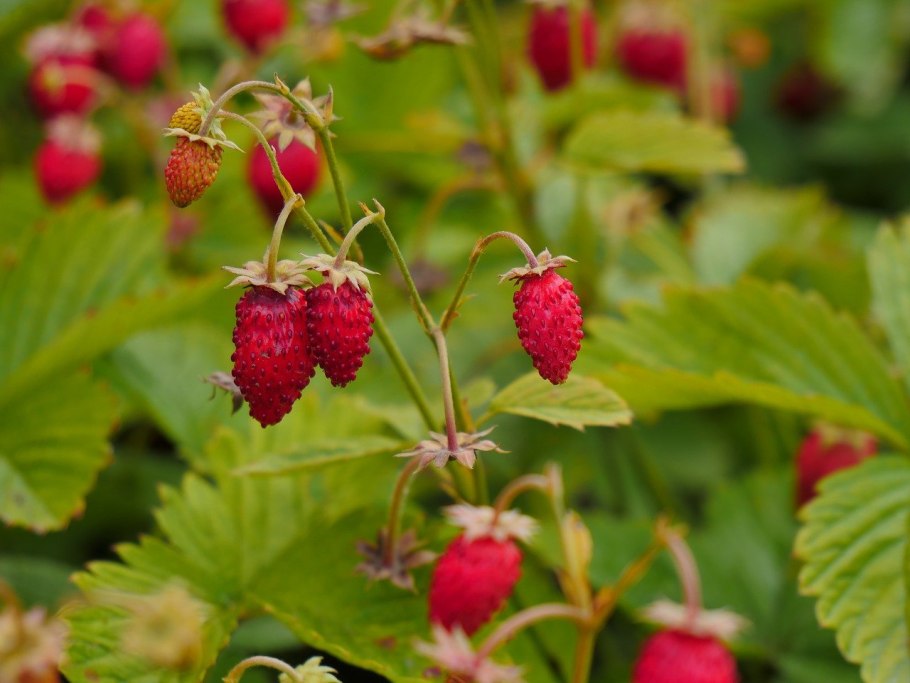 Fragaria vesca