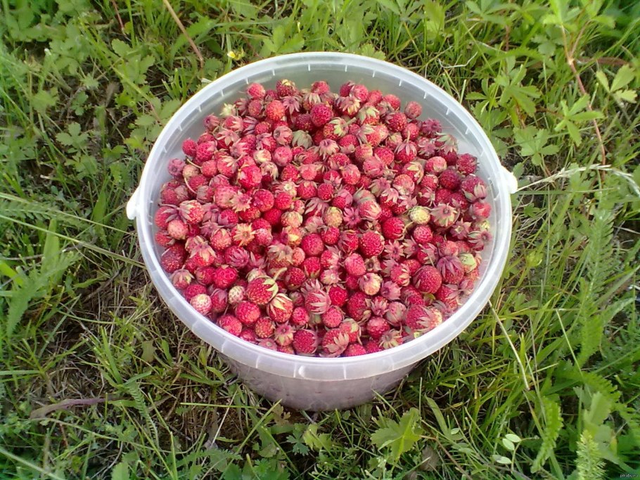 Земляника мускусная