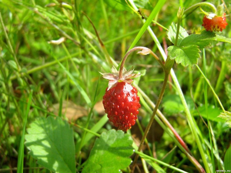 Лесные ягоды клубника Лесная